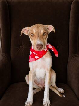 Rose -  Greyhound and Terrier Dog for Adoption in Poway, California - Rose | PetCurious