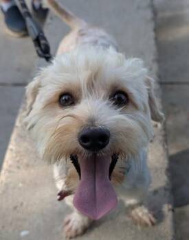 Harvey -  Maltese and Poodle Dog for Adoption in San Diego, California - Harvey | PetCurious