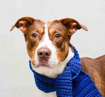 Terrier Dogs Available for Adoption - Draco | PetCurious