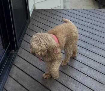 Macy -  Goldendoodle Dog Available for Adoption in Washington, District Of Columbia - Macy | PetCurious
