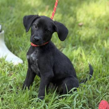 LINUS -  Hound Dog for Adoption in Locust Fork, Alabama - LINUS | PetCurious