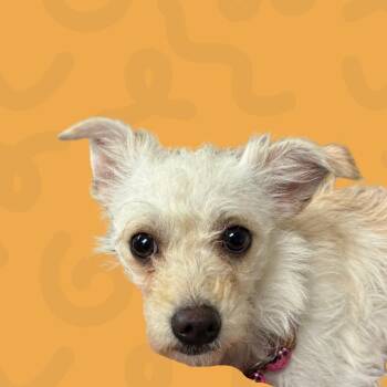 Chihuahua and Terrier Dogs Available for Adoption - Connie | PetCurious