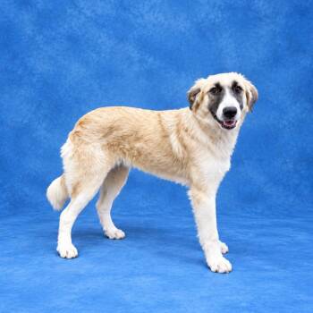 Willow -  Great Pyrenees Dog for Adoption in Heber Springs, Arkansas - Willow | PetCurious