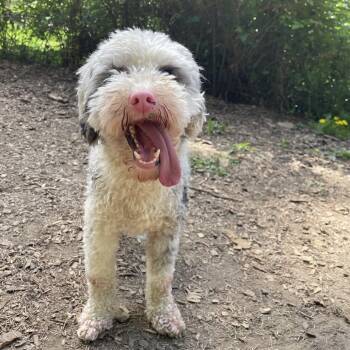 Poodle Dogs Available for Adoption in Graham, Washington - OZZY | PetCurious