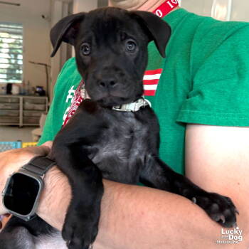 Rescue Labrador Retriever and Retriever Dogs for Adoption in Washington, District Of Columbia - Baby Isa | PetCurious