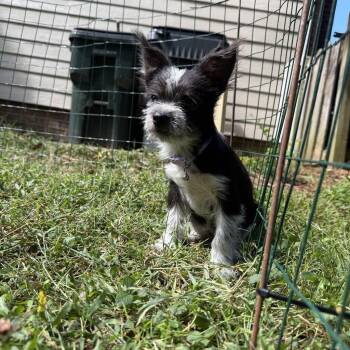 Doolittle -  Terrier and Mixed Breed Dog for Adoption in Raleigh, North Carolina - Doolittle | PetCurious