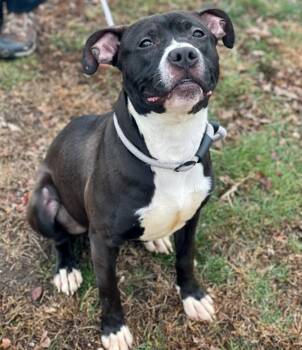 Glenn -  Pit Bull Terrier Dog for Adoption in Des Moines, Iowa - Glenn | PetCurious