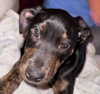 Rescue Pit Bull Terrier Dogs for Adoption in Indianapolis, Indiana - Freddie | PetCurious