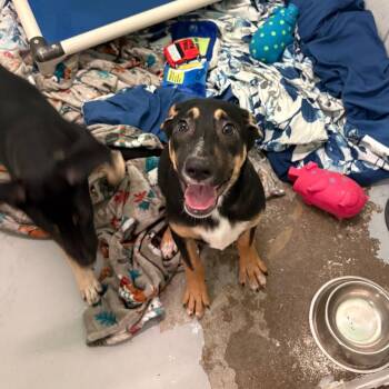 Wendy -  Mixed Breed Dog for Adoption in Charleston, West Virginia - Wendy | PetCurious