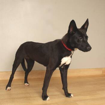 Pay Pay D71104 -  Terrier and Mixed Breed Dog for Adoption in Minnetonka, Minnesota - Pay Pay D71104 | PetCurious
