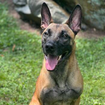 Luca -  Belgian Shepherd Malinois Dog for Adoption in Chester Springs, Pennsylvania - Luca | PetCurious