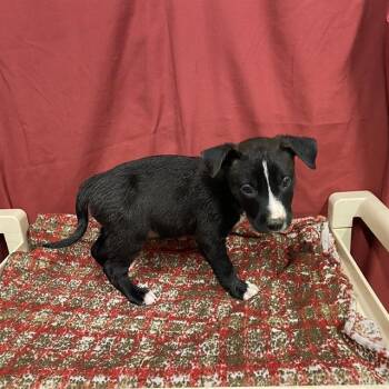 TENDERHEART BEAR -  Staffordshire Bull Terrier Dog for Adoption in Modesto, California - TENDERHEART BEAR | PetCurious