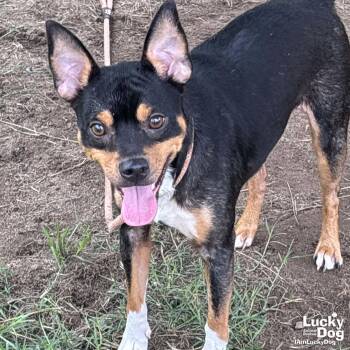 Ponchi -  Miniature Pinscher Dog for Adoption in Washington, District Of Columbia - Ponchi | PetCurious