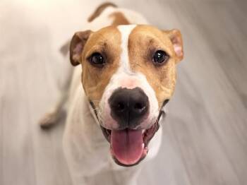 American Bulldog and Mixed Breed Dogs Available for Adoption in Fort Lauderdale, Florida - LUA | PetCurious