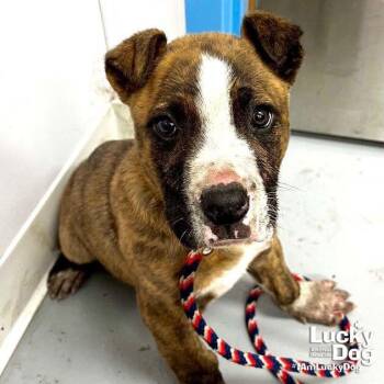 Shepherd and Retriever Dogs Available for Adoption - Vesper | PetCurious