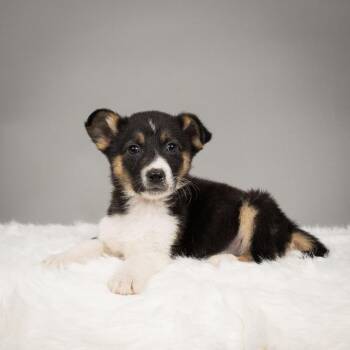 Husky and Australian Shepherd Dogs Available for Adoption in Minneapolis, Minnesota - Flower | PetCurious