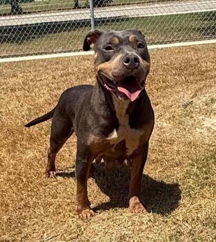 Ember -  Pit Bull Terrier Dog for Adoption in Seguin, Texas - Ember | PetCurious