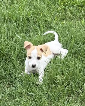 Beagle and Mixed Breed Dogs Available for Adoption in Seale, Alabama - DAPHNE | PetCurious
