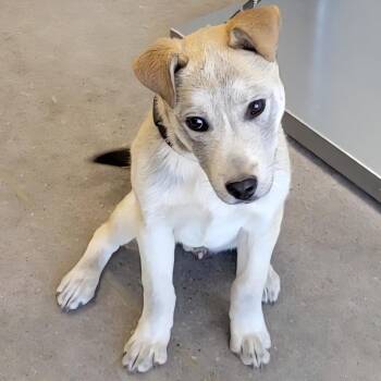 Mixed Breed Dogs Available for Adoption in Las Cruces, New Mexico - Troy | PetCurious