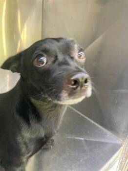 KEITH -  Mixed Breed Dog for Adoption in Dallas, Texas - KEITH | PetCurious