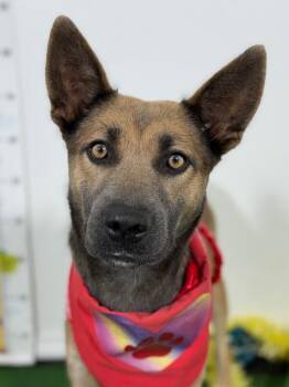 Belgian Shepherd Malinois and German Shepherd Dog Dogs Available for Adoption in Carlsbad, California - Sundae | PetCurious