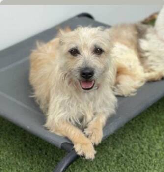 Mimi CA -  Cairn Terrier Dog for Adoption in Hillside, Illinois - Mimi CA | PetCurious