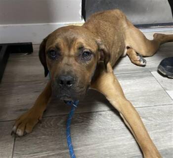BUCKAROO -  Mastiff Dog for Adoption in Redlands, California - BUCKAROO | PetCurious
