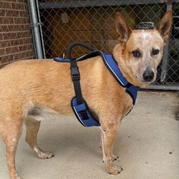 Cattle Dog Dogs Available for Adoption in Birmingham, Alabama - Kane | PetCurious