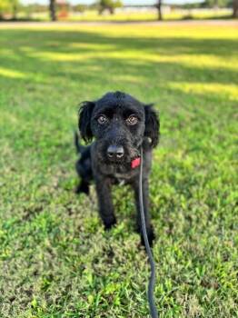 Otis -  Schnauzer Dog for Adoption in Aiken, South Carolina - Otis | PetCurious