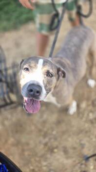 American Staffordshire Terrier Dogs Available for Adoption in Jackson, Mississippi - Porter | PetCurious