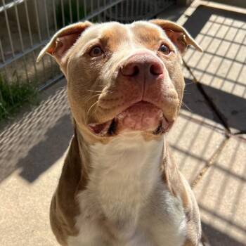 Beanie -  Mixed Breed Dog for Adoption in San Francisco, California - Beanie | PetCurious