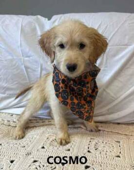 Cosmo -  Goldendoodle Dog for Adoption in Washington, Georgia - Cosmo | PetCurious
