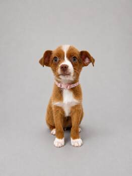 Jack Russell Terrier and Wirehaired Terrier Dogs Available for Adoption in Baton Rouge, Louisiana - Gidgette | PetCurious