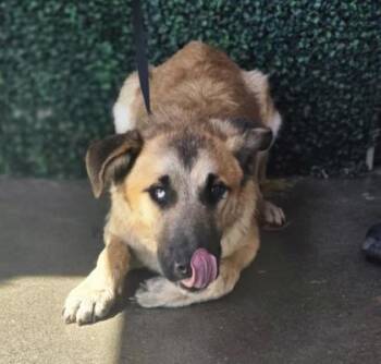 61314270 -  Shepherd and Mixed Breed Dog for Adoption in El Paso, Texas - 61314270 | PetCurious