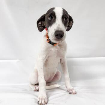 1078 (2026) Enola Holmes -  Mixed Breed Dog for Adoption in Parker, Colorado - 1078 (2026) Enola Holmes | PetCurious