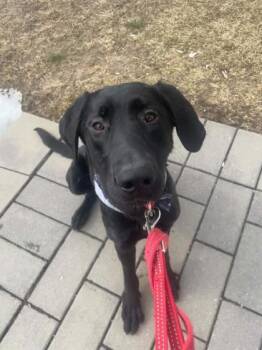 Mixed Breed Dogs Available for Adoption in Montreal, Quebec - Ed B | PetCurious