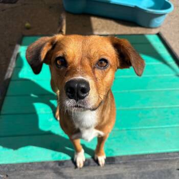 Rescue Mixed Breed Dogs for Adoption in Charleston, West Virginia - Brownie | PetCurious