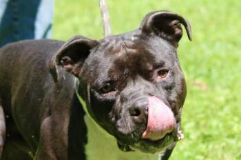 ELI -  Mixed Breed Dog for Adoption in Brazil, Indiana - ELI | PetCurious