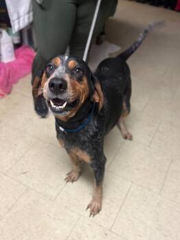 Bluetick Coonhound Dogs Available for Adoption - Dino-Saur | PetCurious