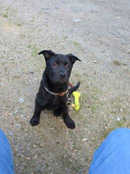 Modelo -  Chow Chow and Black Labrador Retriever Dog for Adoption in Brunswick, Maine - Modelo | PetCurious