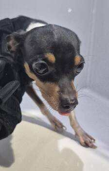 239 -  Chihuahua Dog for Adoption in Lawrenceville, Georgia - 239 | PetCurious