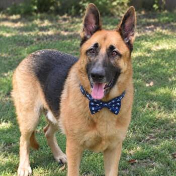 WERNER GS -  German Shepherd Dog Dog for Adoption in Lucas, Texas - WERNER GS | PetCurious