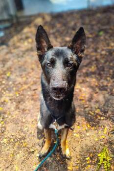 Frankie -  Mixed Breed Dog for Adoption in Cincinnati, Ohio - Frankie | PetCurious