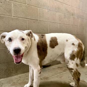 Theo -  Australian Cattle Dog Blue Heeler and Australian Shepherd Dog for Adoption in Yuma, Arizona - Theo | PetCurious