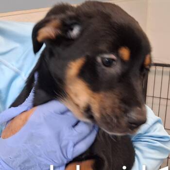 Robin -  Black Labrador Retriever Dog for Adoption in Maynardville, Tennessee - Robin | PetCurious