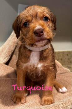 Turquoise -  Pit Bull Terrier Dog for Adoption in Mission Viejo, California - Turquoise | PetCurious