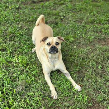 Belle -  Mixed Breed Dog for Adoption in Huntsville, Alabama - Belle | PetCurious
