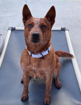 Raven -  Australian Cattle Dog Blue Heeler Dog for Adoption in Hackensack, Minnesota - Raven | PetCurious