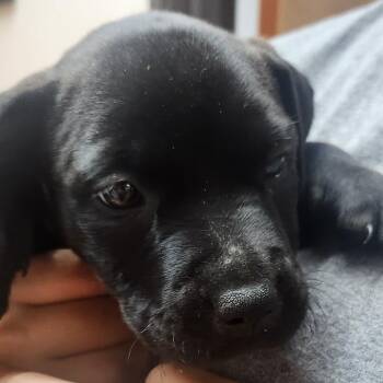 Wagyu-2488 -  Black Labrador Retriever and Mixed Breed Dog for Adoption in Tyler, Texas - Wagyu-2488 | PetCurious