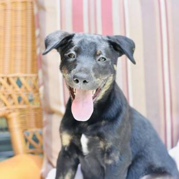 Scout (Victoria Litter) -  Shepherd and Husky Dog for Adoption in Conroe, Texas - Scout (Victoria Litter) | PetCurious
